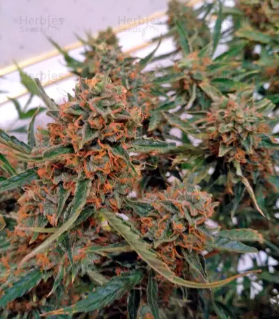 Sugar Mango Ryder Auto (World of Seeds) Cannabis-Samen