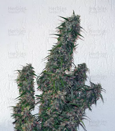 Malana Bomb Auto (Barney's Farm) Cannabis-Samen