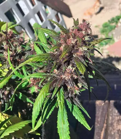 Red Poison Auto (Sweet Seeds) Cannabis-Samen