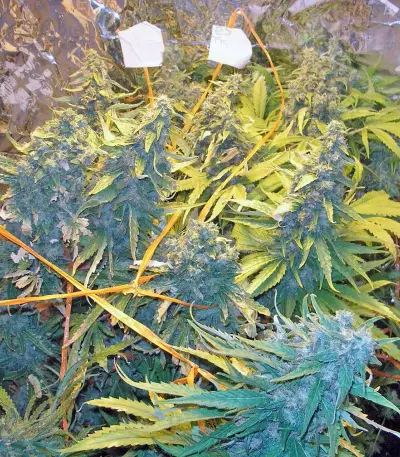 Snow Fruit (Sweet Seeds) Cannabis-Samen
