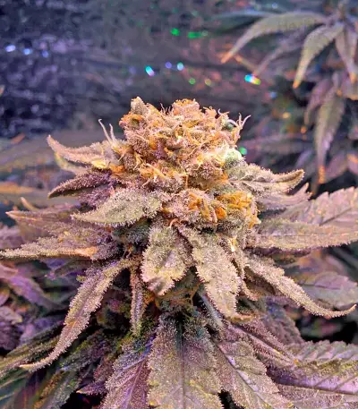 Fruit Punch (Heavyweight Seeds) Cannabis-Samen