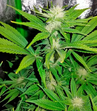 Northern Lights (00 Seeds) Cannabis-Samen