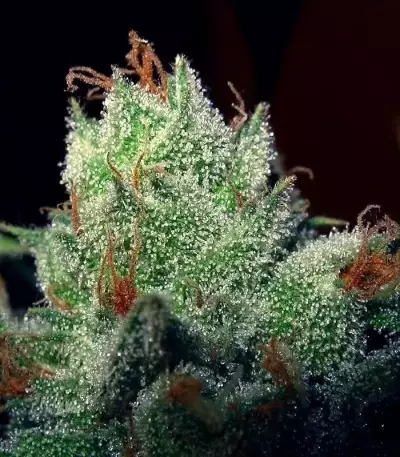 Super Lemon Haze (GHS)