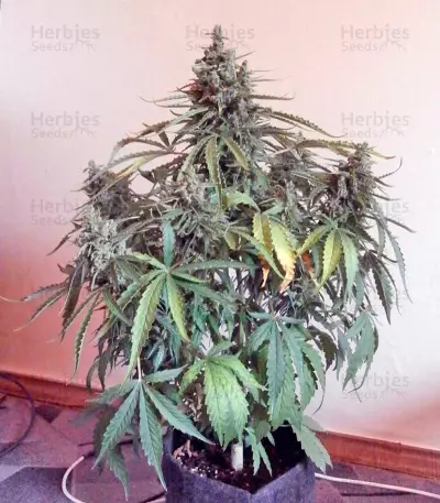 Sweet Nurse Auto CBD (Sweet Seeds) Cannabis-Samen