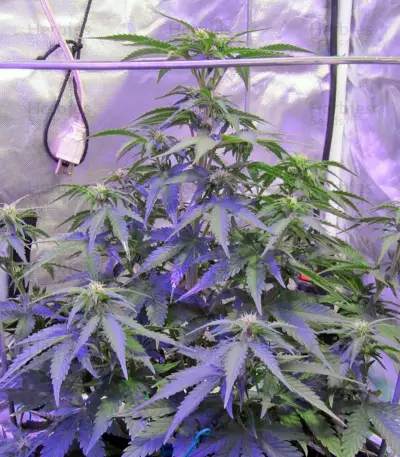 Sweet Trainwreck Auto (Sweet Seeds) Cannabis-Samen
