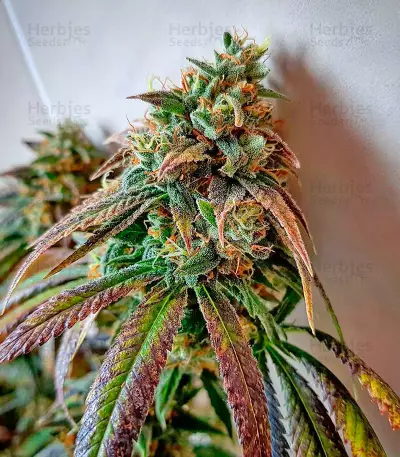 707 Headband (Humboldt Seeds Organization) Cannabis-Samen