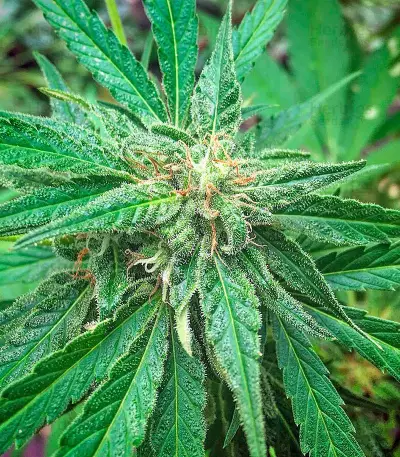 AK-48 Regular (Nirvana Seeds) Cannabis-Samen