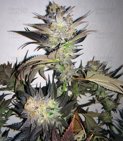 Blue Velvet (Dutch Passion) Cannabis-Samen