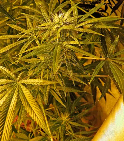 Brazil Amazonia (World of Seeds) Cannabis-Samen