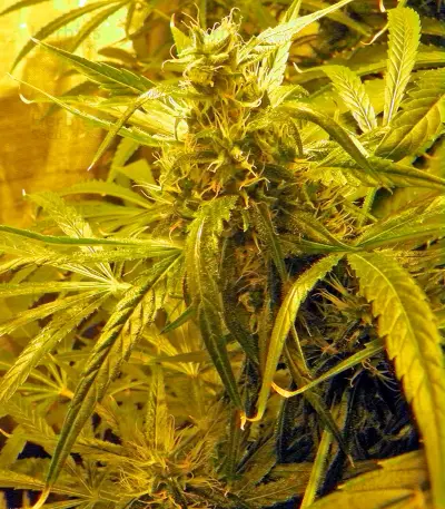 Brazil Amazonia (World of Seeds) Cannabis-Samen