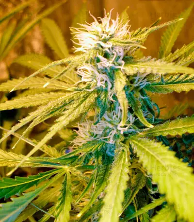 Chronic Haze (World of Seeds) Cannabis-Samen