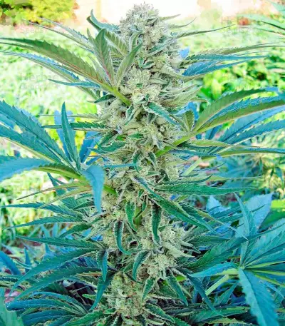 Critical Mass CBD (Dinafem Seeds) Cannabis-Samen