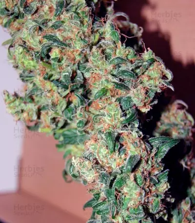 Freddy's Best (Dutch Passion) Cannabis-Samen