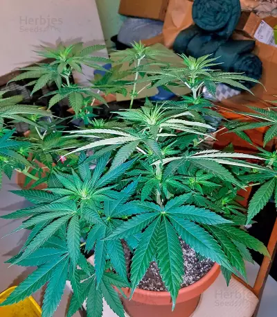 Glueberry O.G. (Dutch Passion) Cannabis-Samen