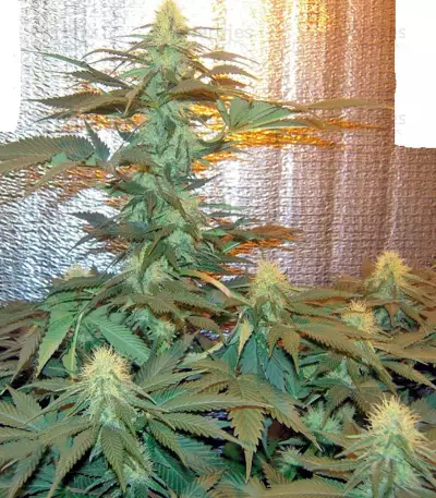 Medusa (Nirvana Seeds) Cannabis-Samen