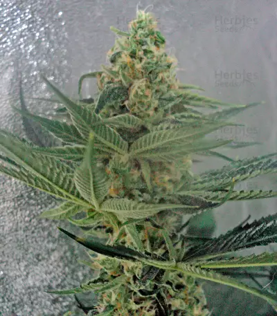 OG Kush regular (Humboldt Seeds Organization) Cannabis-Samen