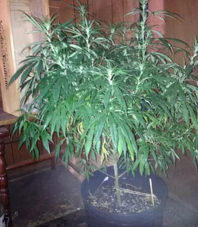 Painkiller XL CBD (RQS) Cannabis-Samen