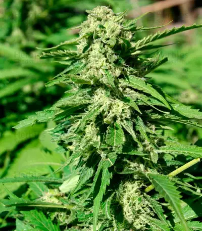 Papa's Candy (Eva Seeds) Cannabis-Samen