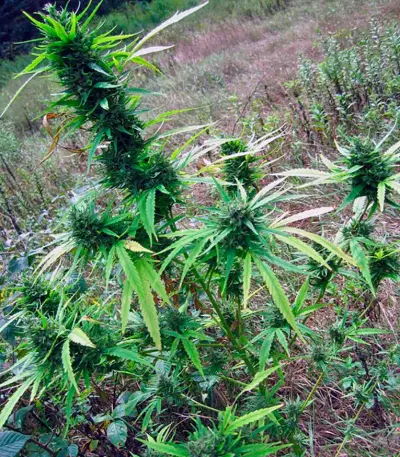 Passion #1 regular (Dutch Passion) Cannabis-Samen