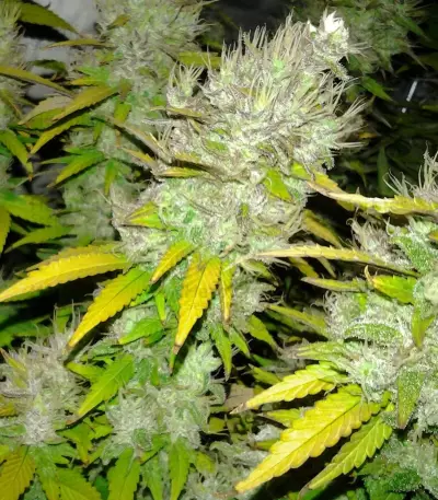 Royal Creamatic Auto (RQS) Cannabis-Samen
