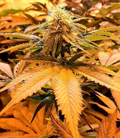 Strawberry Blue (World of Seeds) Cannabis-Samen