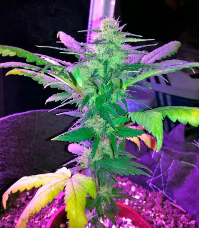 Amnesia (World of Seeds) Cannabis-Samen