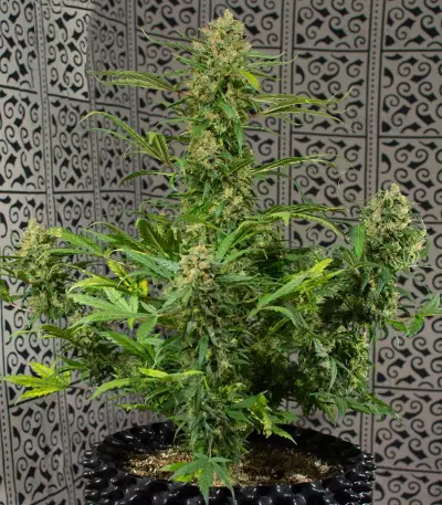 Crystal Candy Auto (Sweet Seeds)