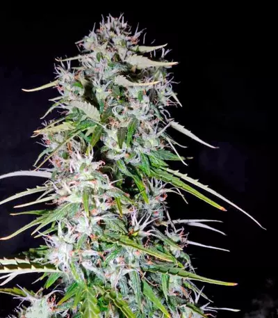 Fast Bud Auto (Sweet Seeds) Cannabis-Samen