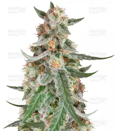 C99 (Female Seeds) Cannabis-Samen