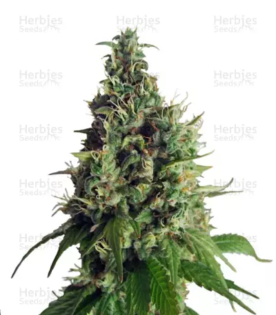 Orange Hill Special regular (Dutch Passion) Cannabis-Samen