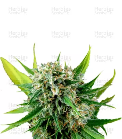 Royale Haze (Dinafem Seeds) Cannabis-Samen