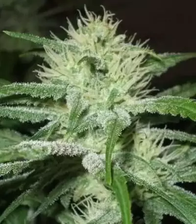 Auto Speed Bud (Female Seeds) Cannabis-Samen