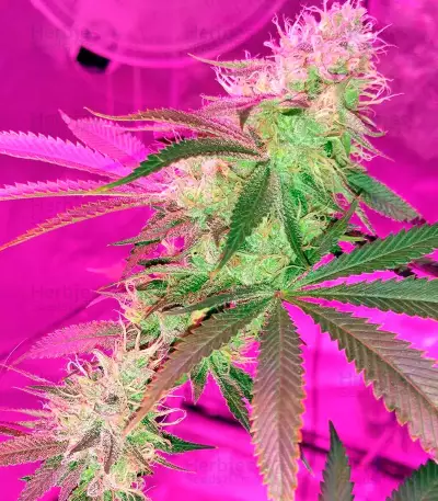OG Kush (Dinafem Seeds) Cannabis-Samen
