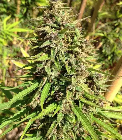 Purple Maroc (Female Seeds) Cannabis-Samen
