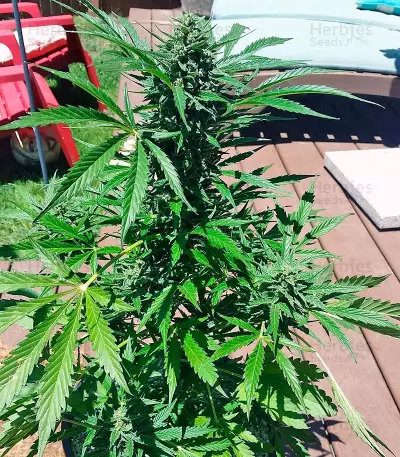 Auto Ultimate (Dutch Passion) Cannabis-Samen