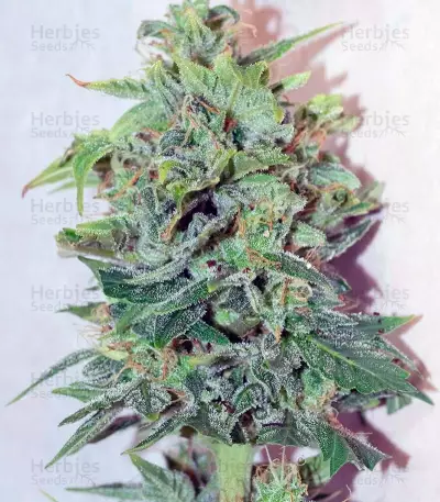 Automaria II (Paradise Seeds) Cannabis-Samen