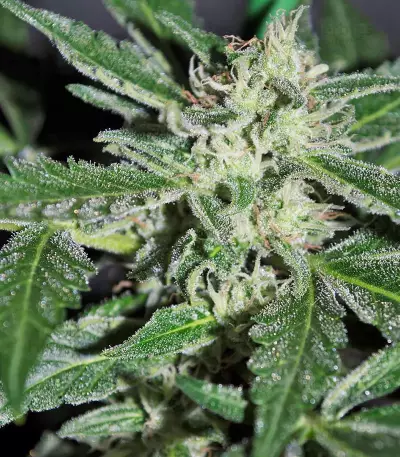 Blue Dream'matic Auto strain