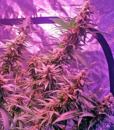 Blue Mystic regular (Nirvana Seeds) Cannabis-Samen