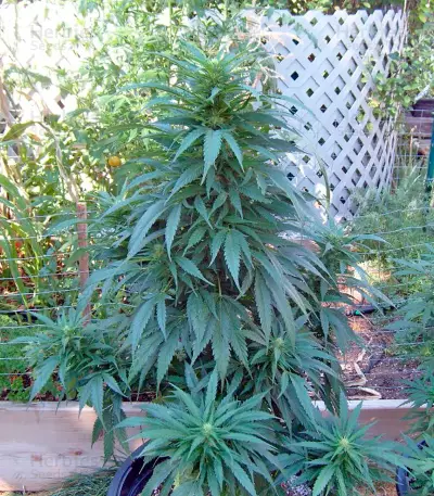 Brazil Amazonia (World of Seeds) Cannabis-Samen