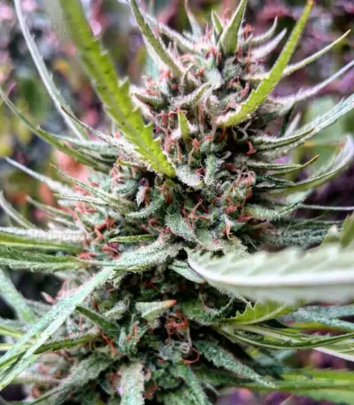 C99 (Female Seeds) Cannabis-Samen