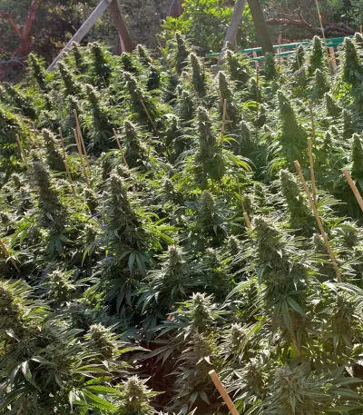 Chemdawg regular (Humboldt Seeds Organization) Cannabis-Samen