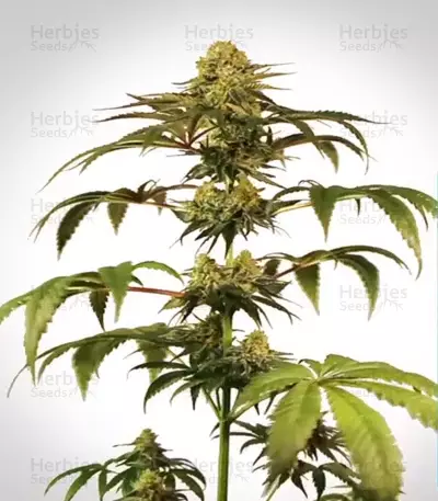 Medical Mass CBD (RQS) Cannabis-Samen