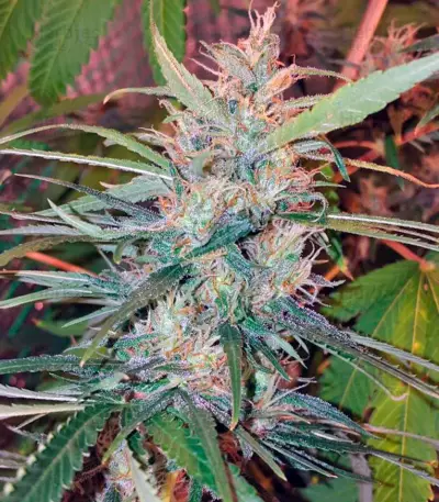 Orange Bud (Dutch Passion) Cannabis-Samen