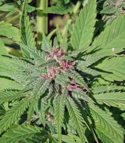 Serious 6 (Serious Seeds) Cannabis-Samen