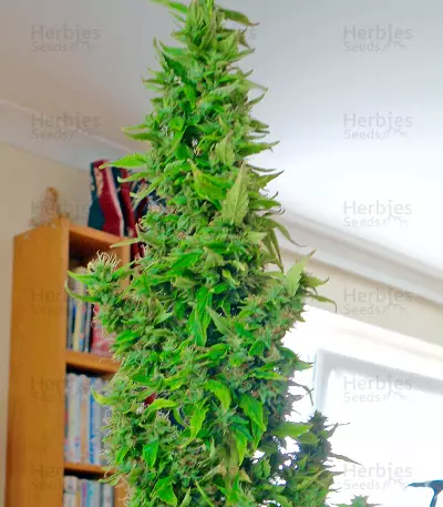 Wipeout Express Auto (Heavyweight Seeds) Cannabis-Samen