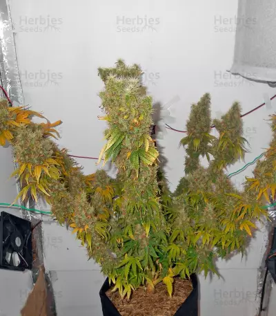 Power Plant (Dutch Passion) Cannabis-Samen