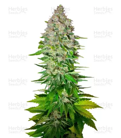 Jack 47 F1 Fast Version (Sweet Seeds) Cannabis-Samen