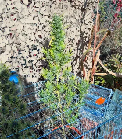 Colombian Gold (World of Seeds)
