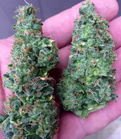 Turbo Bud Auto (Heavyweight Seeds) Cannabis-Samen