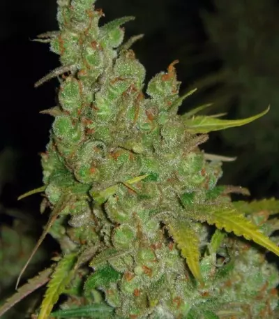 1024 (Medical Seeds) Cannabis-Samen